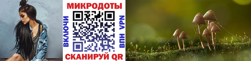 Псилоцибиновые грибы Psilocybe  купить наркоту  omg как войти  Динская 